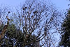 Trees and Nests