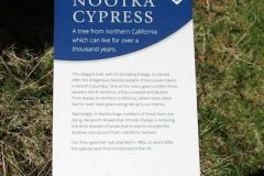 Nootka Cypress Sign