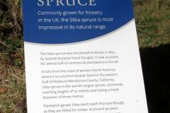 Sitka Spruce Sign