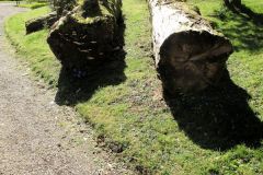Trees Logs
