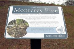 Pine Sign