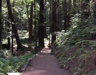 Wooded trail